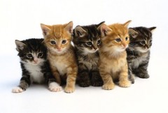 downloadedfile Kitty Gone Viral